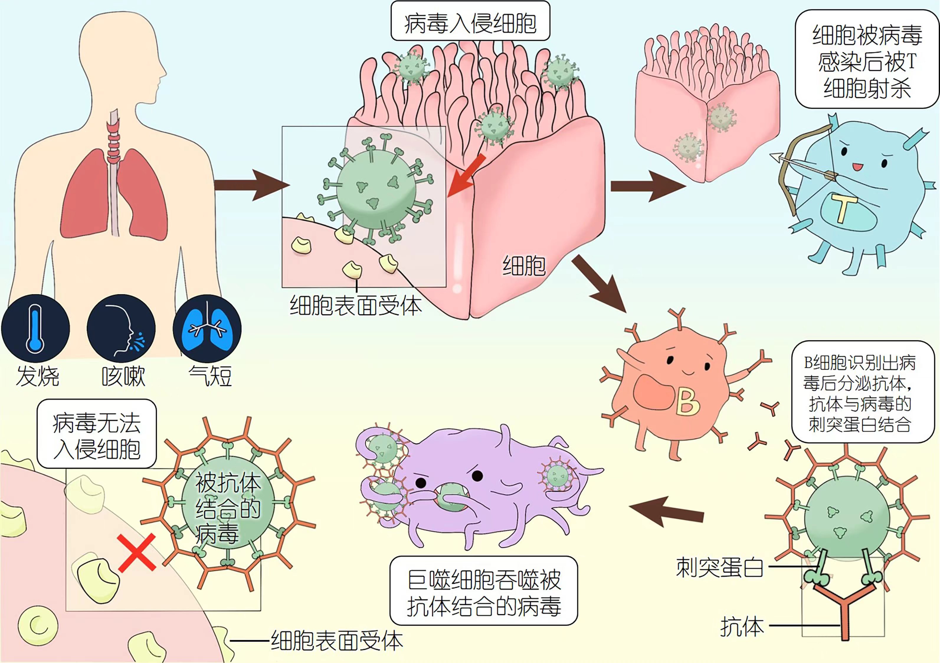 我校举办第二届病原生物学形态绘图大赛-山西医科大学汾阳学院